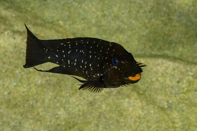 Petrochromis trewavasae 'Moliro'